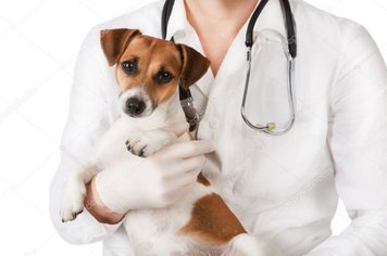 CCZ dará continuidade no próximo sábado à Campanha de Vacinação contra Raiva Animal na zona rural