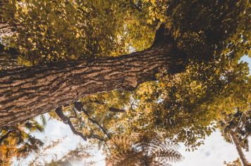 SEMANA DO DIA DA ÁRVORE